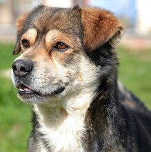 BASTIAN, Hund, Mischlingshund in Griechenland - Bild 13