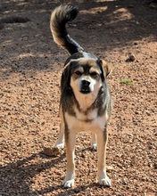 BASTIAN, Hund, Mischlingshund in Griechenland - Bild 15