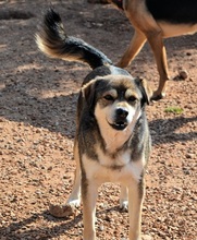 BASTIAN, Hund, Mischlingshund in Griechenland - Bild 16