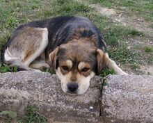 BASTIAN, Hund, Mischlingshund in Griechenland - Bild 17