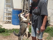 BASTIAN, Hund, Mischlingshund in Griechenland - Bild 19