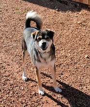 BASTIAN, Hund, Mischlingshund in Griechenland - Bild 2