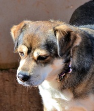 BASTIAN, Hund, Mischlingshund in Griechenland - Bild 3