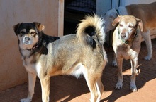 BASTIAN, Hund, Mischlingshund in Griechenland - Bild 4