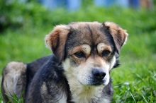 BASTIAN, Hund, Mischlingshund in Griechenland - Bild 6