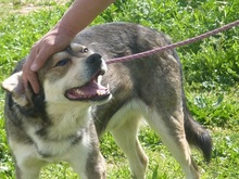 BASTIAN, Hund, Mischlingshund in Griechenland - Bild 7