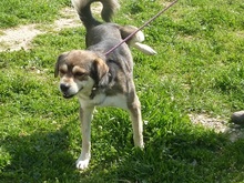 BASTIAN, Hund, Mischlingshund in Griechenland - Bild 8