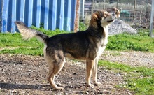 BASTIAN, Hund, Mischlingshund in Griechenland - Bild 9