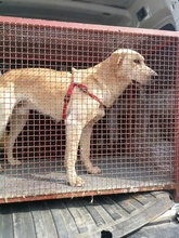 MARLEY, Hund, Mischlingshund in Kroatien - Bild 10
