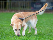 MARLEY, Hund, Mischlingshund in Kroatien - Bild 4