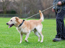 MARLEY, Hund, Mischlingshund in Kroatien - Bild 5
