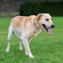 MARLEY, Hund, Mischlingshund in Kroatien - Bild 8