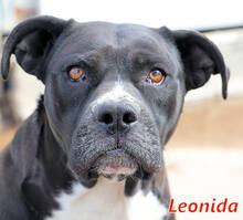 LEONIDA, Hund, Mischlingshund in Italien - Bild 1
