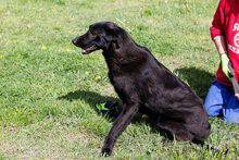 LEIKA, Hund, Mischlingshund in Kroatien - Bild 1