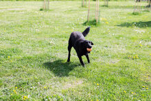 LEIKA, Hund, Mischlingshund in Kroatien - Bild 2