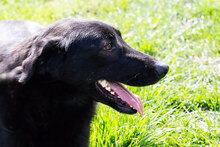 LEIKA, Hund, Mischlingshund in Kroatien - Bild 3
