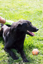 LEIKA, Hund, Mischlingshund in Kroatien - Bild 4