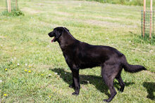 LEIKA, Hund, Mischlingshund in Kroatien - Bild 6
