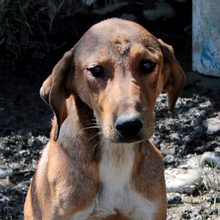 TRACK, Hund, Mischlingshund in Griechenland - Bild 2