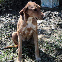 TRACK, Hund, Mischlingshund in Griechenland - Bild 5