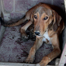 TRACK, Hund, Mischlingshund in Griechenland - Bild 6