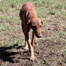 TRACK, Hund, Mischlingshund in Griechenland - Bild 7