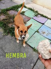 ESTRELLA, Hund, Mischlingshund in Spanien - Bild 4