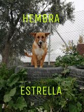 ESTRELLA, Hund, Mischlingshund in Spanien - Bild 5