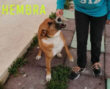 ESTRELLA, Hund, Mischlingshund in Spanien - Bild 6
