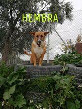 ESTRELLA, Hund, Mischlingshund in Spanien - Bild 7