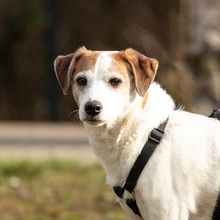 BEETHOVEN, Hund, Mischlingshund in Hanau-Kesselstadt - Bild 1