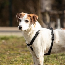 BEETHOVEN, Hund, Mischlingshund in Hanau-Kesselstadt - Bild 3