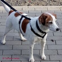 BEETHOVEN, Hund, Mischlingshund in Hanau-Kesselstadt - Bild 4