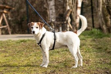 BEETHOVEN, Hund, Mischlingshund in Hanau-Kesselstadt - Bild 5