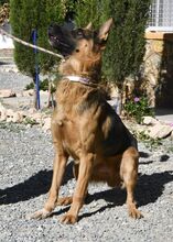 LAMBO, Hund, Deutscher Schäferhund in Spanien - Bild 2
