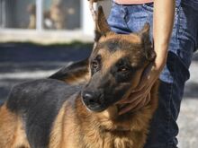 LAMBO, Hund, Deutscher Schäferhund in Spanien - Bild 4