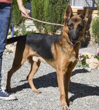 LAMBO, Hund, Deutscher Schäferhund in Spanien - Bild 6