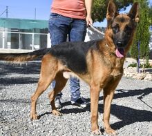 LAMBO, Hund, Deutscher Schäferhund in Spanien - Bild 8