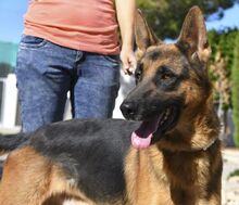 LAMBO, Hund, Deutscher Schäferhund in Spanien - Bild 9