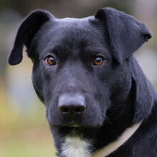 PASKO, Hund, Mischlingshund in Kroatien - Bild 14