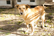 LUNO, Hund, Labrador-Mix in Kroatien - Bild 8