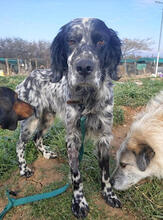 ARCHIE, Hund, English Setter in Griechenland - Bild 2