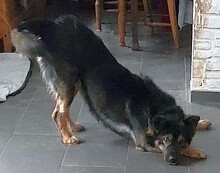 KLEFTIS, Hund, Mischlingshund in Griechenland - Bild 3