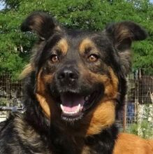 KLEFTIS, Hund, Mischlingshund in Griechenland - Bild 7