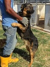 KLEFTIS, Hund, Mischlingshund in Griechenland - Bild 9