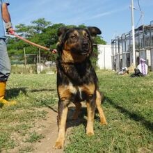 KLEFTIS, Hund, Mischlingshund in Bergheim - Bild 12