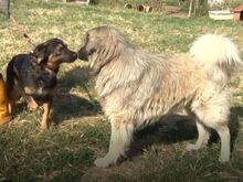 KLEFTIS, Hund, Mischlingshund in Bergheim - Bild 16