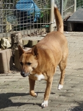 NELE, Hund, Mischlingshund in Backnang - Bild 3