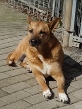 NELE, Hund, Mischlingshund in Backnang - Bild 5