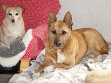 NELE, Hund, Mischlingshund in Backnang - Bild 7